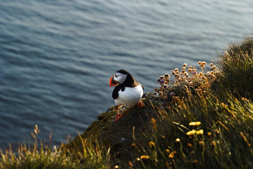 exploring islay s breathtaking wildlife