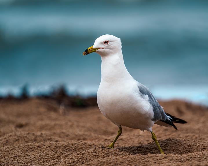 island s diverse wildlife population